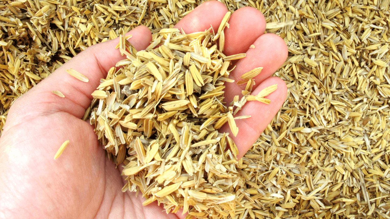 Rice Husk